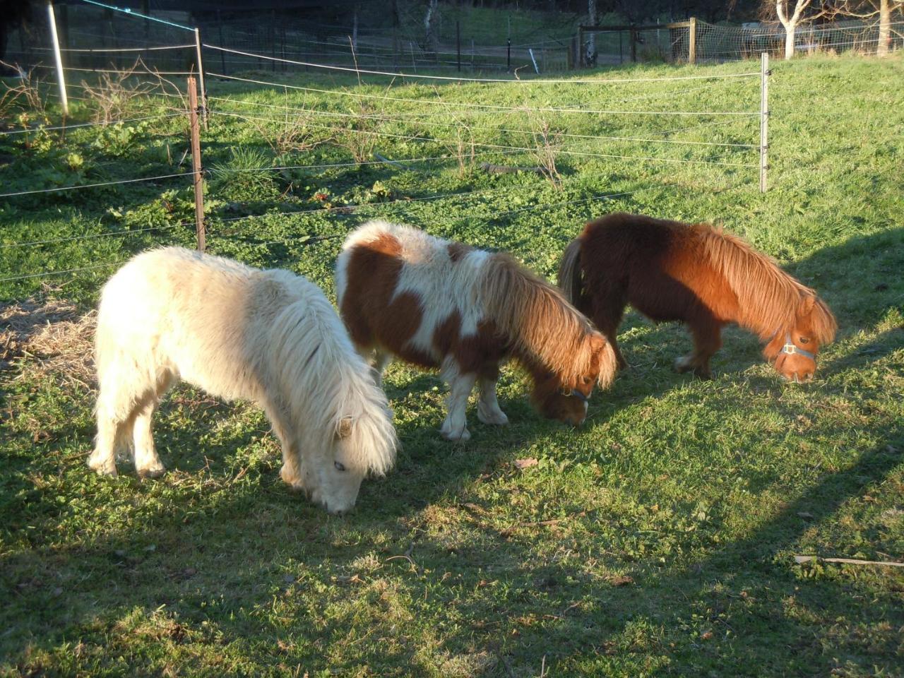 Whispering Spirit Holiday Cottages & Mini Ponies Franklin Exteriér fotografie